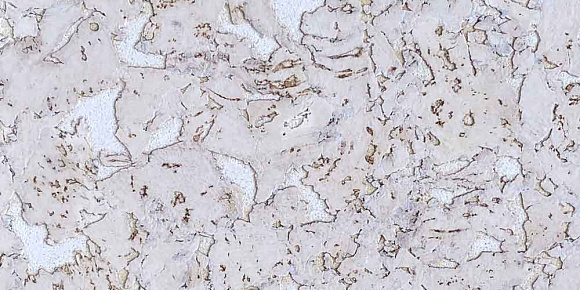 Пробковый пол Ibercork Настенная IberCork Лерида невада