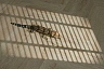 Каменный ламинат SPC Steinholz Танне STH039H