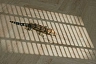 Каменный ламинат SPC Steinholz Танне STH039H